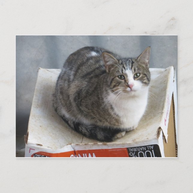 Carte Postale Chat sur boîte (Devant)