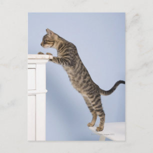 Carte Postale Chat sur chaise, Dusseldorf, Nord