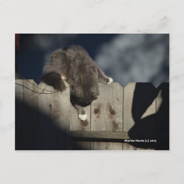 Carte Postale Chat sur clôture (18) (Devant)