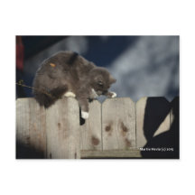 Chat sur la clôture (9)