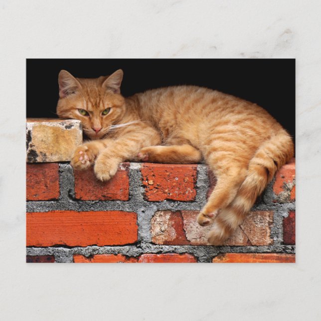 Carte Postale Chat sur mur de brique (Devant)