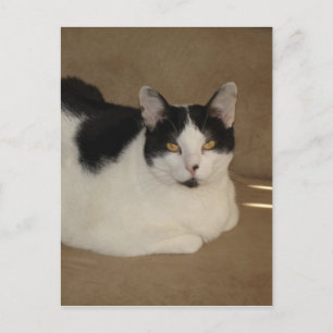 Carte Postale Chat Sur Un Canapé
