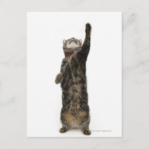 Carte Postale Chat tabby domestique debout sur deux pattes tenda