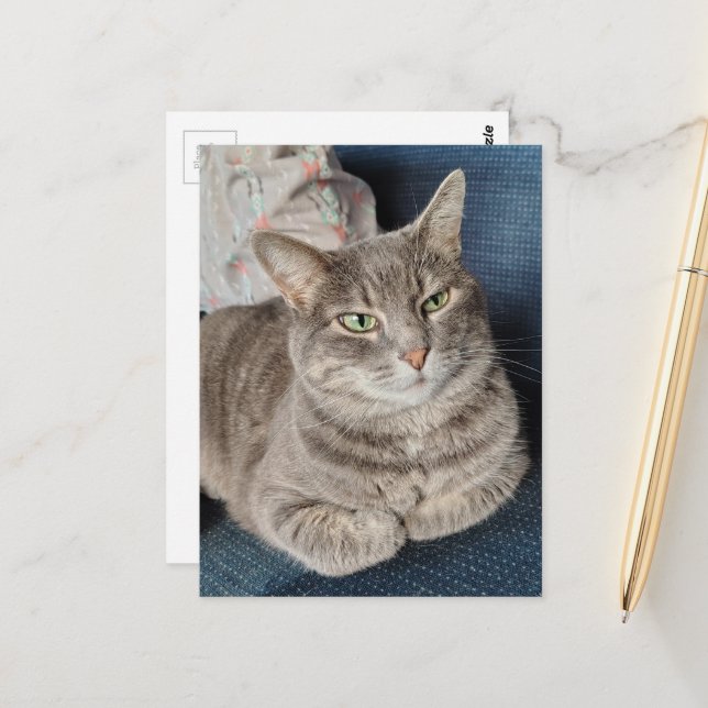 Carte Postale Chat tabby gris adorable (Devant/Arrière en situation)