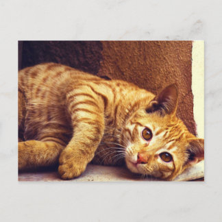 Carte Postale Chat Tabby Orange Relaxant