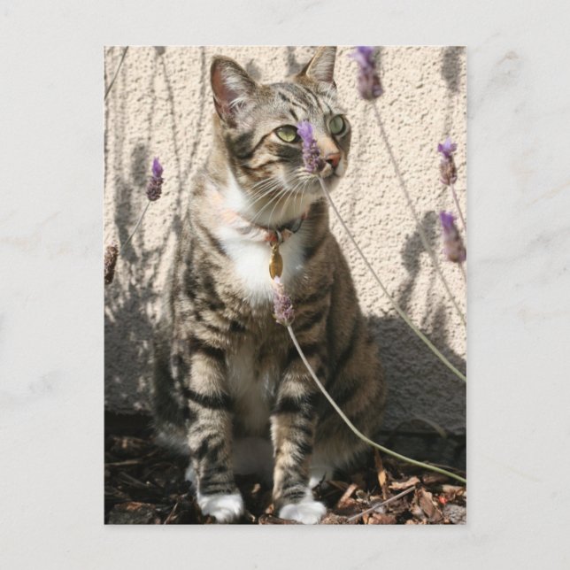 Carte Postale Chat tigré dans un Lavendor Bush (Devant)