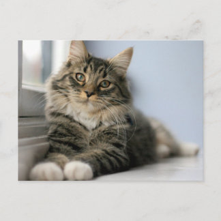 Carte Postale Chat tigré près d'une fenêtre