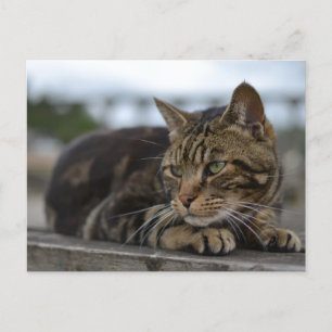 Carte Postale Chat tigré prêt à l'action dans le Devon