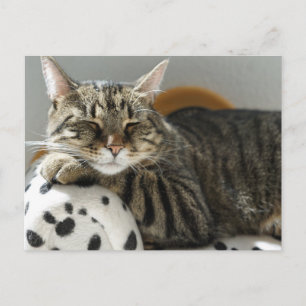 Carte postale CHAT TIGRÉ SE RELAXANT