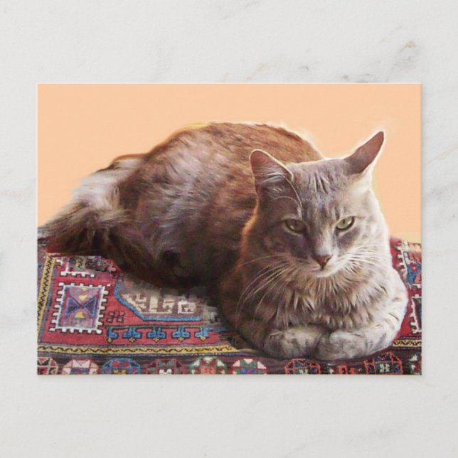 CARTE POSTALE CHAT TURC SUR LE VIEUX TAPIS (Devant)