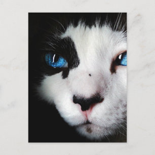 Carte Postale Chat Tuxedo Blue Eyed