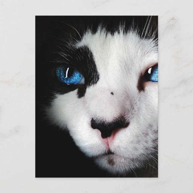 Carte Postale Chat Tuxedo Blue Eyed (Devant)