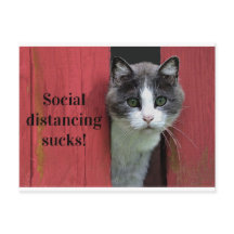 Chat Vert Oyé, Gros Distances Sociales