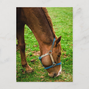Carte Postale Châtaigner après bain