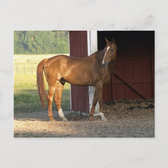 Carte Postale Châtaignier (Devant)