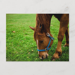 Carte Postale Châtaignier à pâte