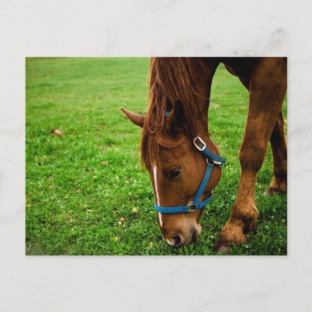 Carte Postale Châtaignier à pâte (Devant)