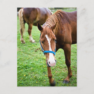 Carte Postale Châtaignier humide