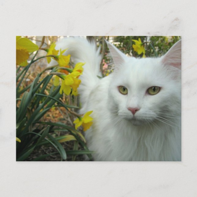 Carte Postale Chaton (Devant)