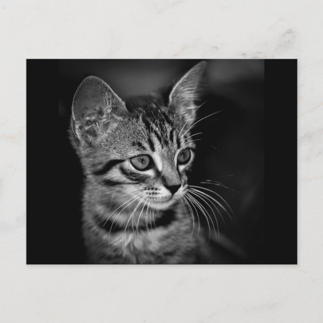 Carte Postale chaton-405331 chaton blanc noir chaton blanc c (Devant)