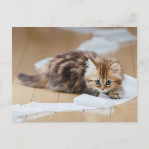 Carte Postale chaton à rouleaux de papier