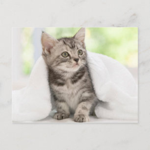 Carte Postale chaton américain