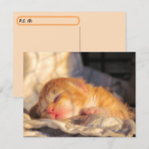 Chaton bébé couché après le passage à niveau avec 