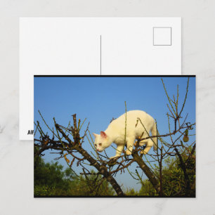 Carte Postale Chaton blanc sur un amandier