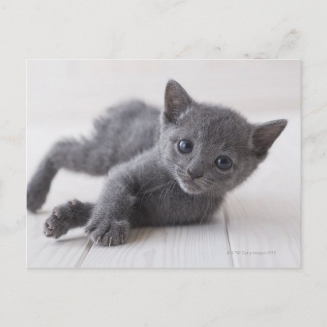 Carte Postale Chaton bleu russe (Devant)