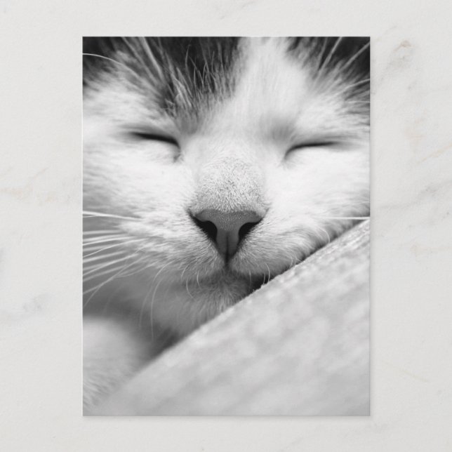 Carte Postale Chaton couchant (Devant)