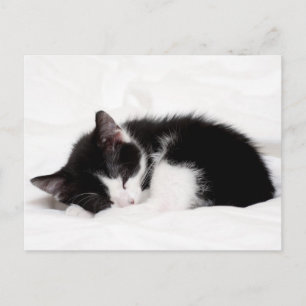 Carte Postale Chaton couchant