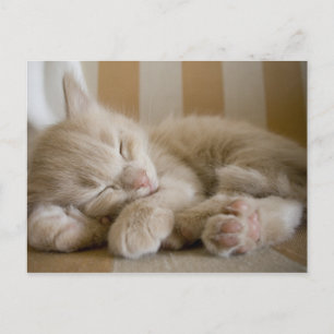 Carte Postale Chaton couchant