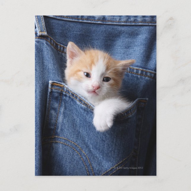 Carte Postale chaton dans le sac en jean (Devant)