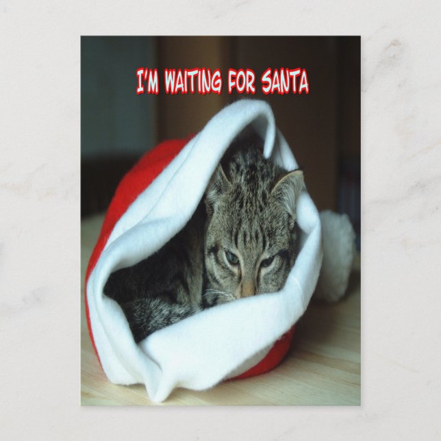 Carte Postale Chaton de Noël (Devant)