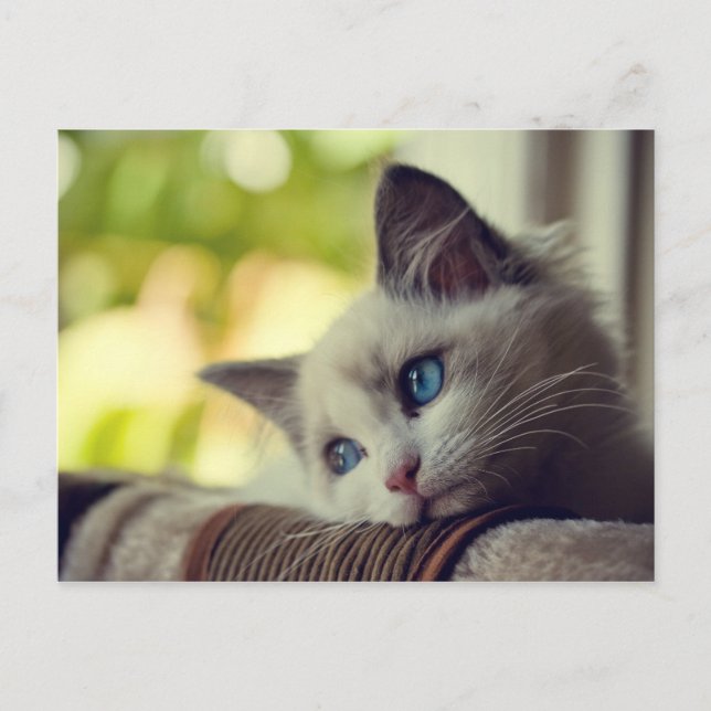 Carte Postale Chaton de Ragdoll (Devant)