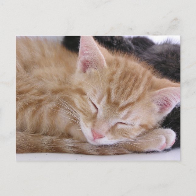 Carte Postale Chaton de sommeil (Devant)