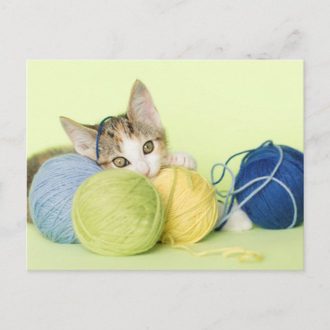 Carte Postale Chaton Jouant avec du Fil (Devant)