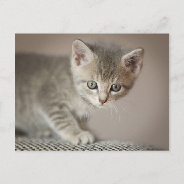 Carte Postale Chaton minuscule (Devant)