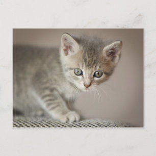 Carte Postale Chaton minuscule