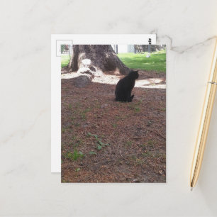 Carte Postale chaton noir adorable errant
