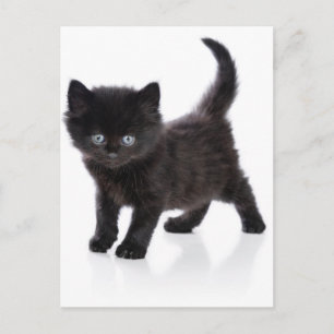 Carte Postale chaton noir mignon