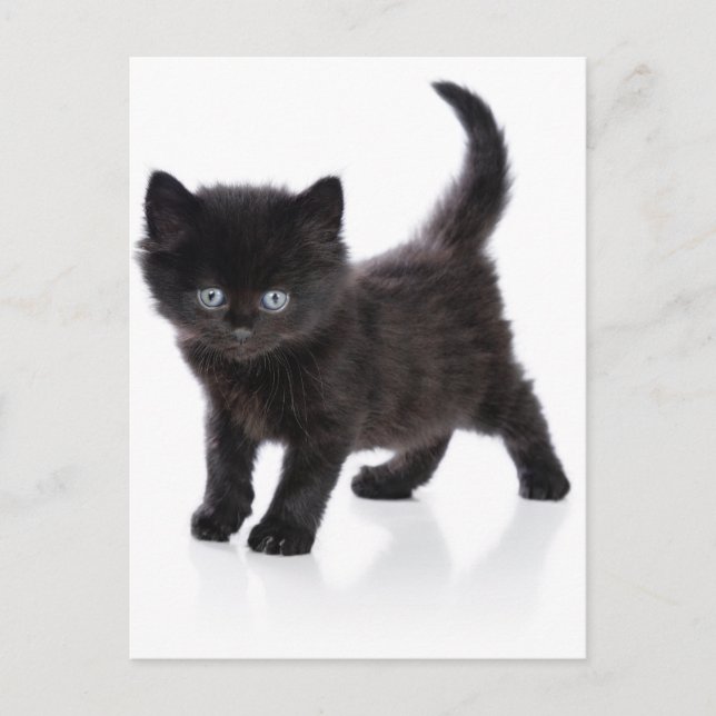 Carte Postale chaton noir mignon (Devant)