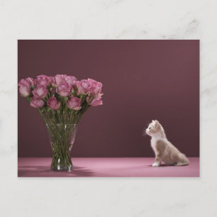 Carte Postale Chaton regardant un vase de roses