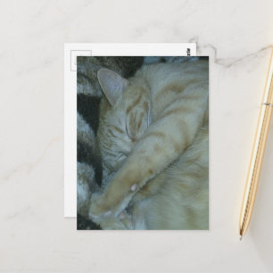 Carte Postale chaton roux adorable endormi