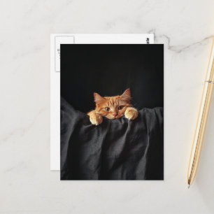 Carte Postale Chaton roux adorable qui vous regarde