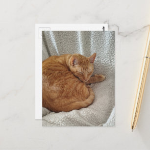 Carte Postale Chaton roux endormi