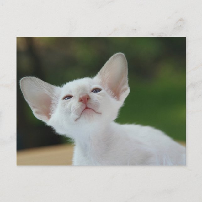 Carte Postale chaton siamois (Devant)