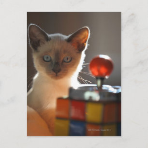 Carte Postale chaton siamois