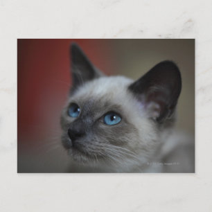 Carte Postale chaton siamois