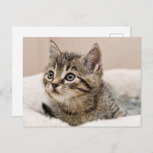 Carte postale chaton tigré (Devant / Derrière)